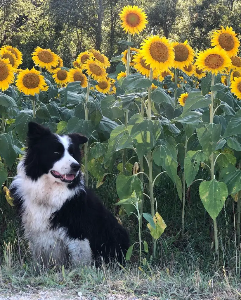 are border collies good hunting dogs